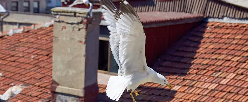 Residential Chimney Animal Removal Solution in Altus, OK
